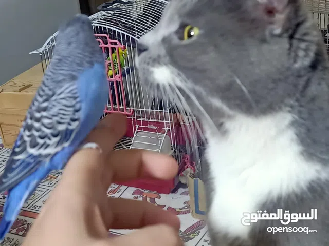 قطة بريطاني قصيرة الشعر British cat