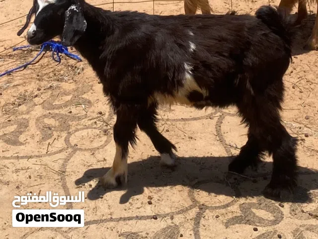 جادي للبيع