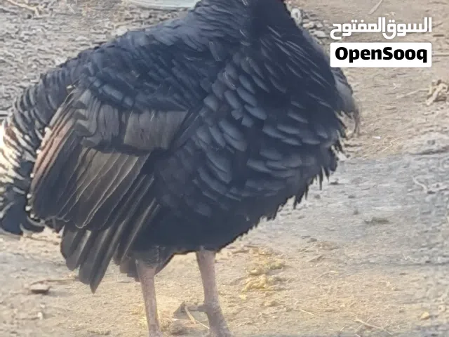 فسيفس للبيع فحل فقط