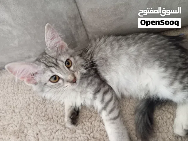 بسه أليف كلها انثى ومعها اغراض لاتربكس