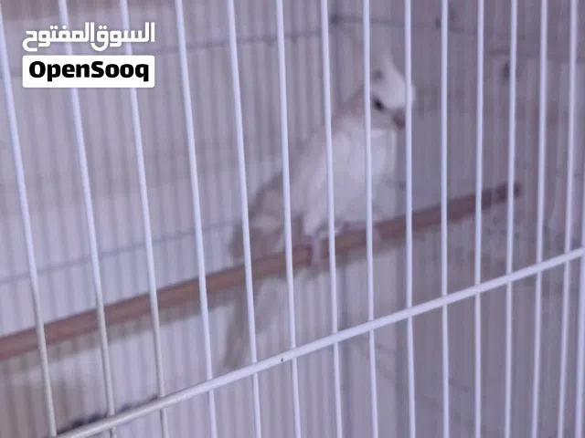 متاح تلاث نثايه كوكتيل جاهزات اقراء الوصف