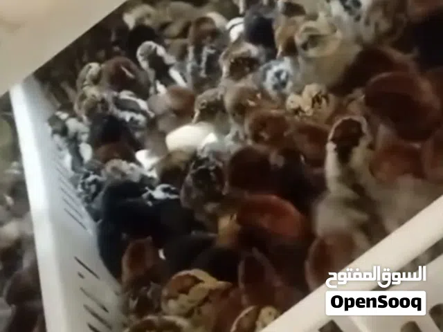 بيض دجاج