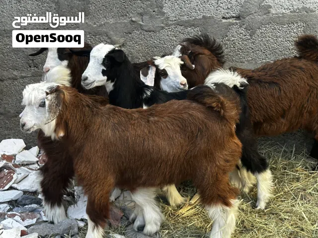 سخلات ماشاءالله