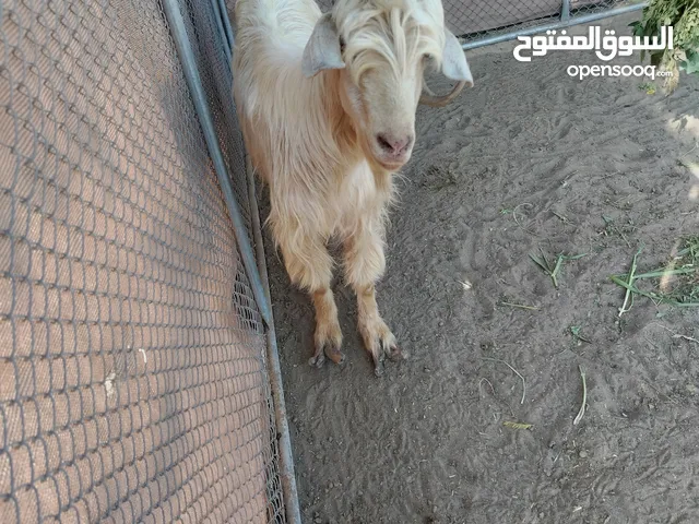 تيس جامودي فحل