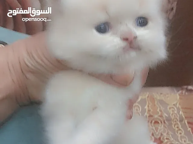 قط شيرازي للبيع