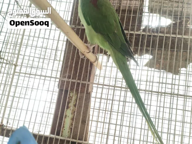 افراخ ببغاء اخضر + ببغاء كوكتيل + ببغاء فحل السكاندر نيبالي