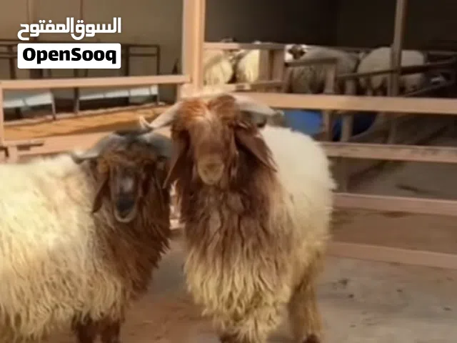 خرفان نعيميات ضحايا العيد المقبل بأسعار مناسبة السعر شامل التوصيل