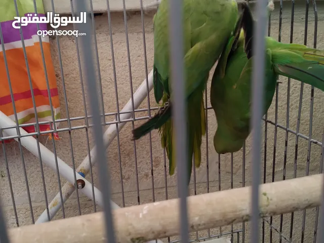 جوز ذرة الطيرة اليفه