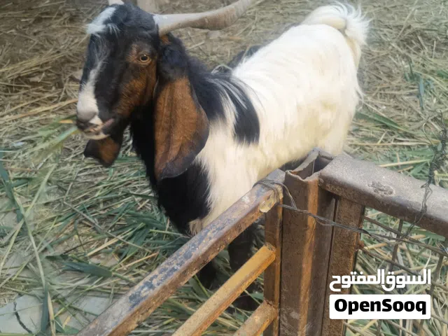 عندي صخول بيت ذان طويله عدد4