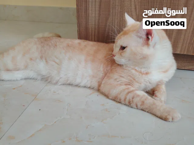 عرض قط لتبني