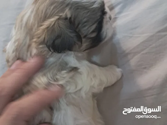 Lovely Shih Tzu Puppies for rehoming.