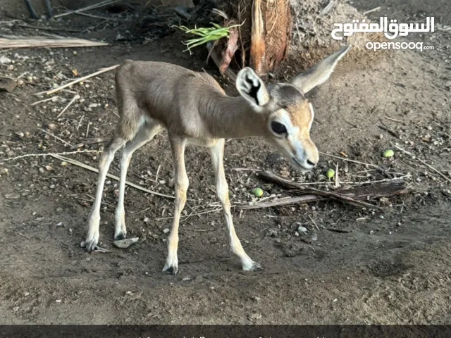غزال الدماني ذكر