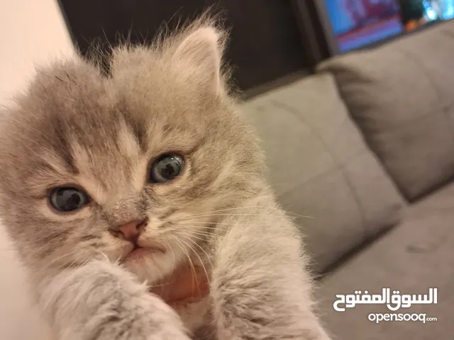 قطط هملايا صغيره شهرين للبيع 25 دينار واحده