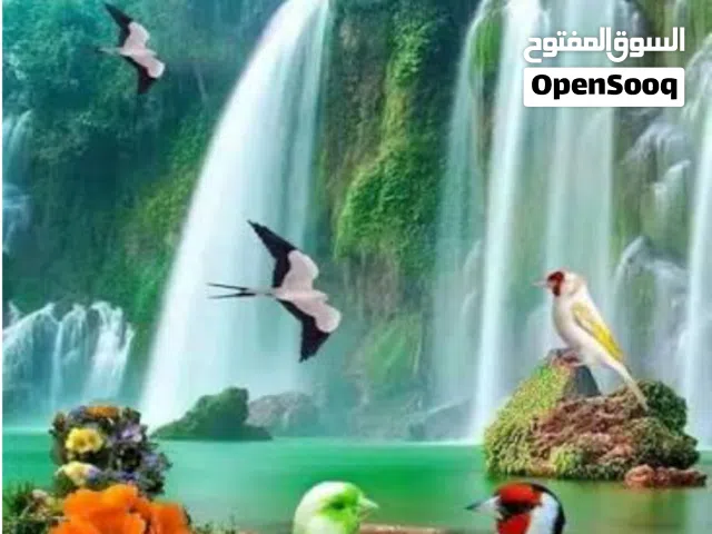 مطـلـوب شـريـك / شـريـكـة لـديـه خـبرة لتـأسيـس شـركـة نـقـل و تـوصيـل طـلبــات و مصنـع كـرتـون  ...