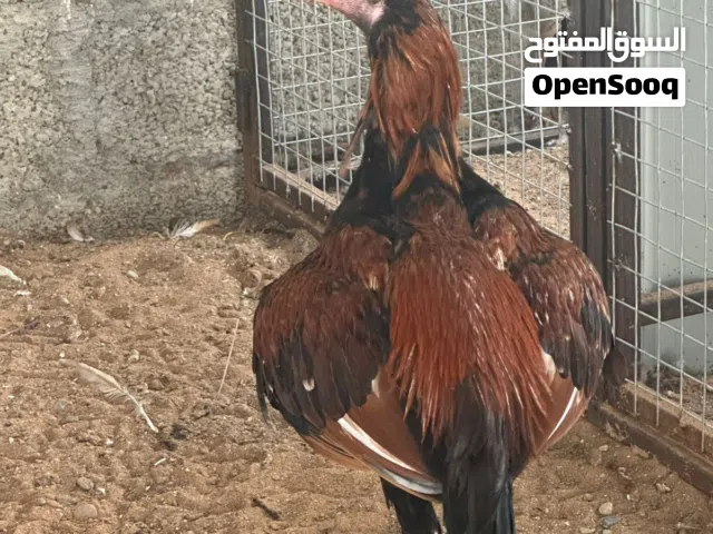 دجاج باكستاني