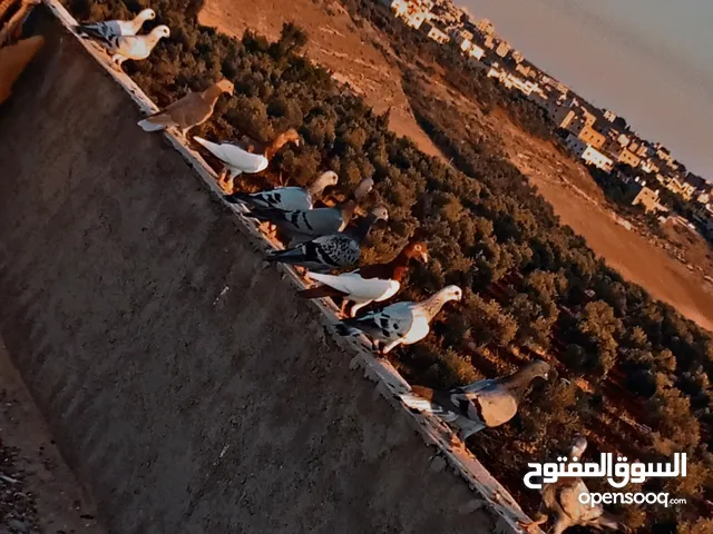 فراخ حمام ياهودي عمري مراسلي مكاوي عبسي زاجل