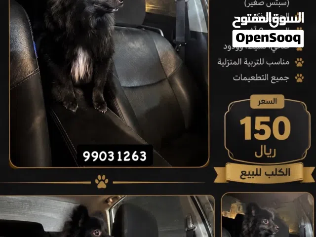 للبيع كلب نظيف و اموره طيبه ونشيط ويحب يلعب