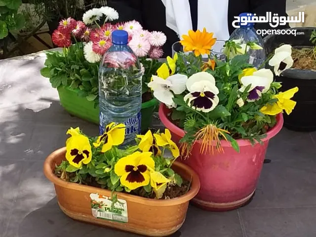 تنسيق الحدائق وشجر الجولدستار وقص الاشجار وتقليم الاشجار وتقطيع الاشجار وتنظيف الحدائق