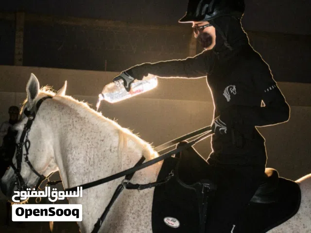 خيل خصي للبيع