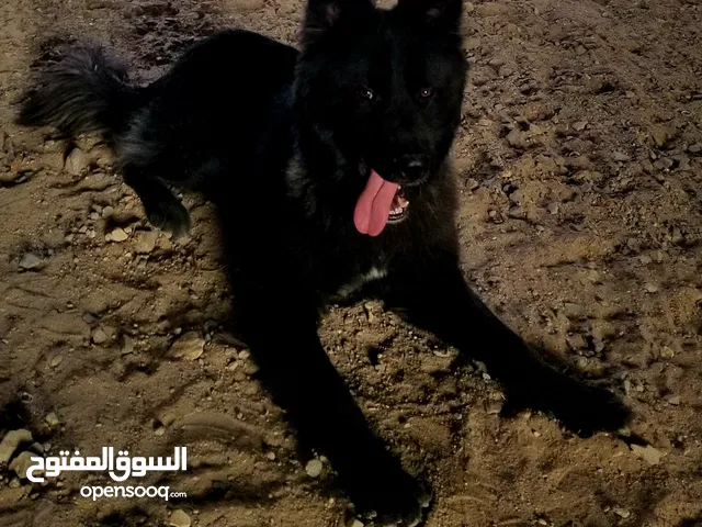 جرمن بلاك رويال فاخر من الاخر لعشاق البلاك