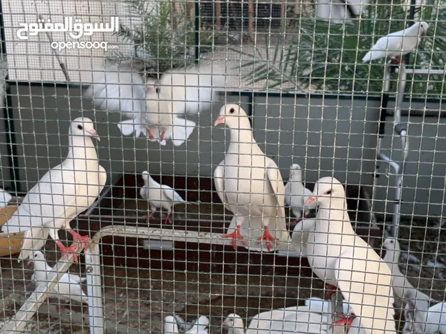يوجد لدينا 40 زوج من الحمام الاحممم الفرنسي جودة عالية جدا