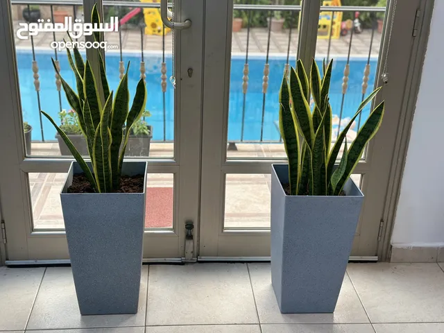 Air-purifying Snake Plant+Tall charcoal lightweight pot