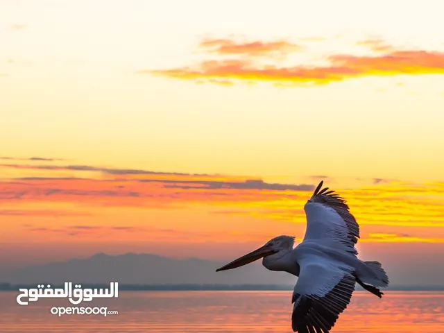 عمر محمد صابر ابراهيم شريتح