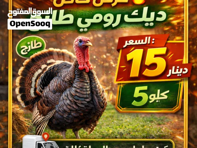 ديك رومي طازج من المزرعه ذبح يومي وزن 4/5 كيلو صافي التوصيل مجانا داخل عمان