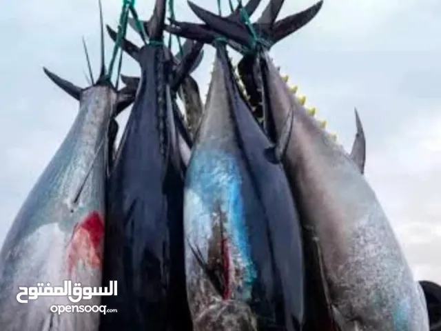 مطلوب مستثمر... للجادين فقط