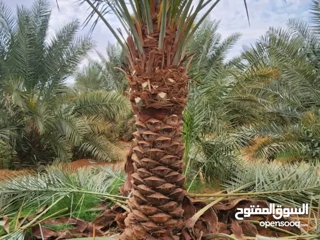 للبيع نخل مثمرونخل واشنطن زينه