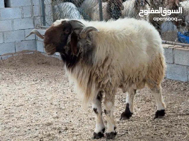 فحل نعيمي صنف معرف ينسف