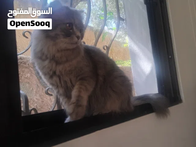 موجود قطط للبيع