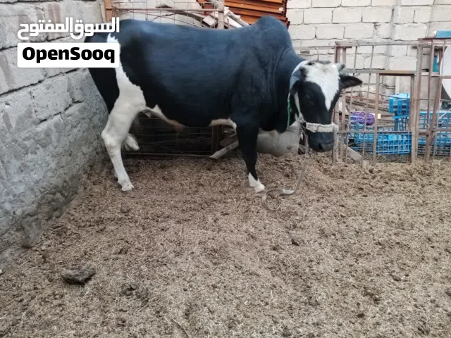 للهم صلاح على محمد وال محمد. للبيع عجل خشن شط العرب تنومة