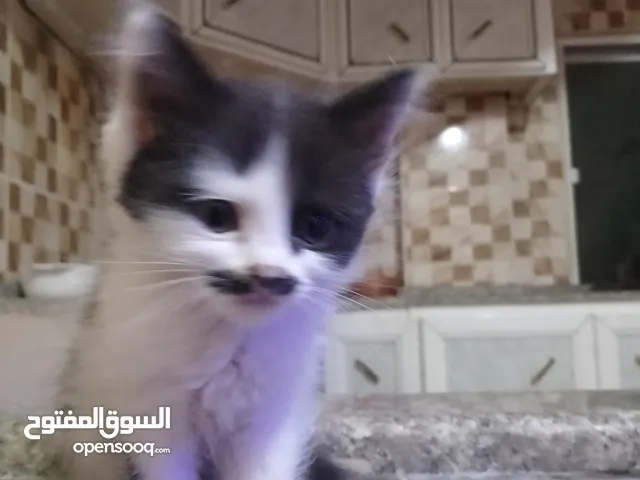 قطط شانشيلا كتن