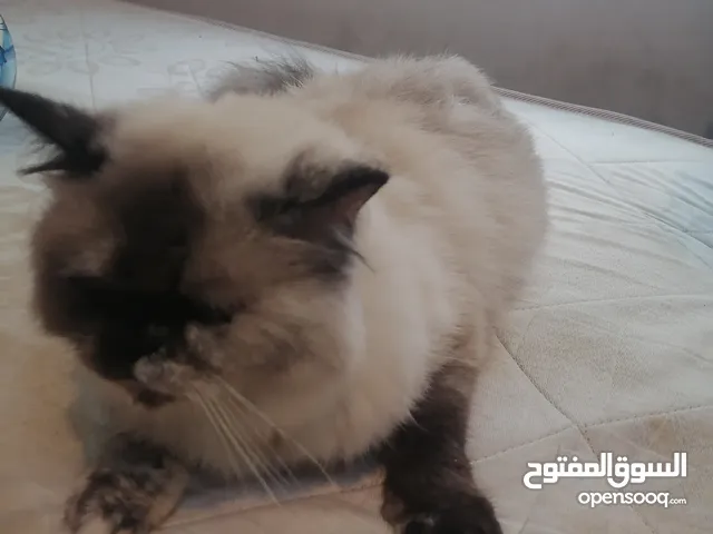 قط للتبني بدون مقابل لدواعي السفر