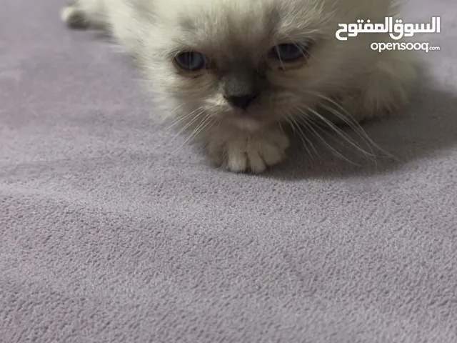قط الهيمالايا عمر شهرين للبيع