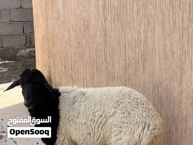سلام عليكم بيع افطيم ربي بارك عمره 7اشهور توميه سعره 1300