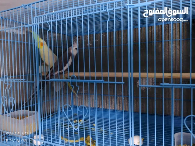 جوز كوكتيل للبيع