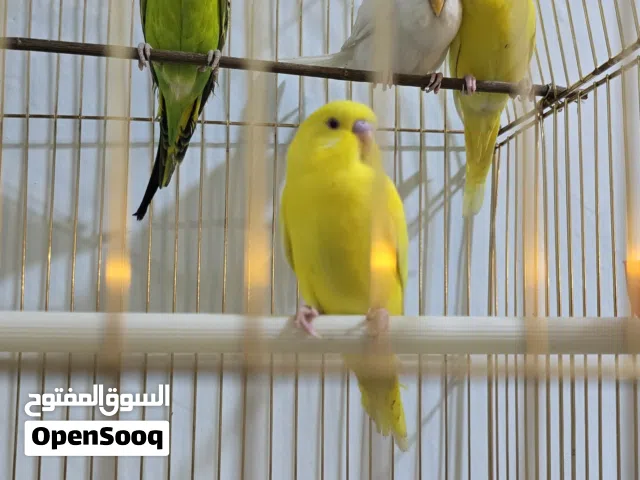 طيور حب بلجيكي للبيع الأم لونها اخضر وياها 2 افراخها للبيع مع لقفص والبيت والاكل كامل لسعر نهايتة 45