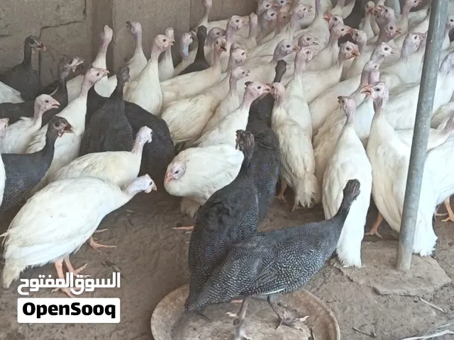 طيور حبشي  وز  بط   رومي  دجاج عماني