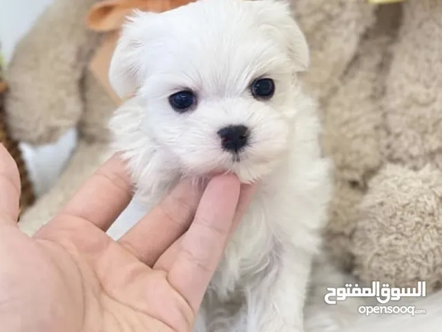 Lovely Teacup male and female Maltese puppies for adoption
