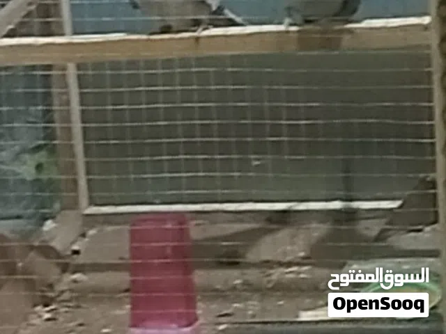 كوكتيل مزويج وحشيات نضافه وتبيزره