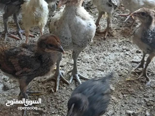 موجود فراخ اعمار شهرين سعر الحبه دينارين