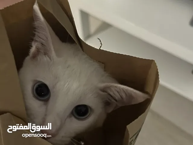 قطه للتبني