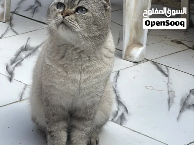 سكوت فولد لتزاوج