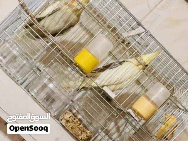 كوكتيل مصوقره ربي يبارك محليه سعر نهائي بالقفص 280