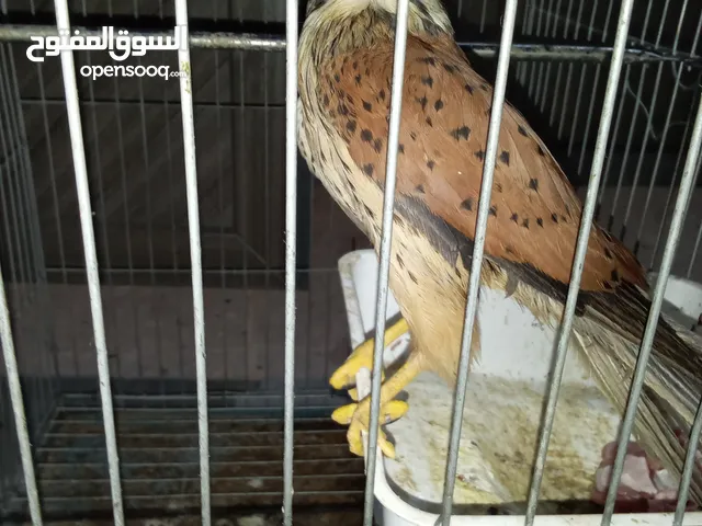 صقر.........