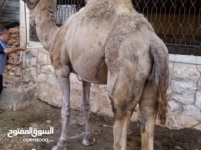 جمل ضحيه للبيع  ما شاء الله