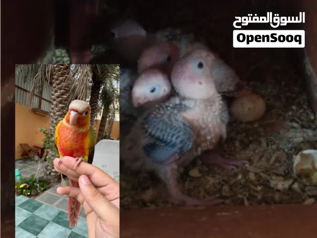 فروخ كنيور conure chicks