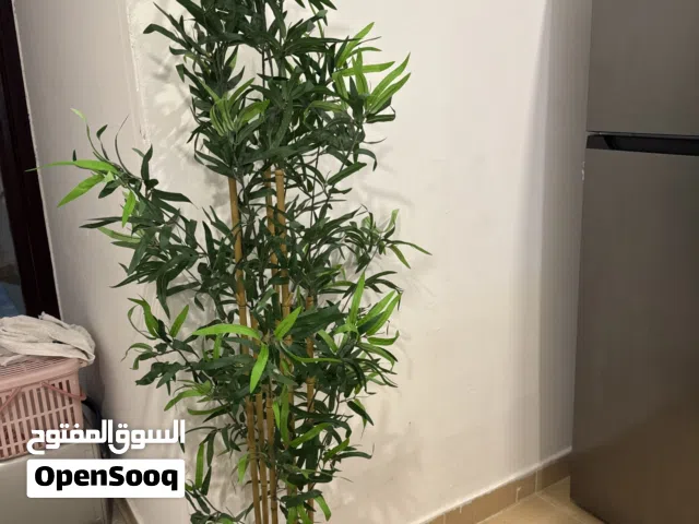 للبيع نبتة بامبو مع الاصيص